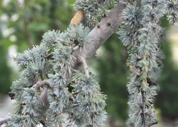 Park דירה בוקרשט